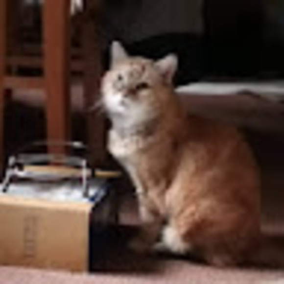 Meet your Posher, Courtney - Picture 1 of 1